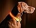 ILLUMISEEN LED Dog Collar USB Rechargeable - Bright & High Visibility Lighted Glow Collar for Pet Night Walking - Weatherproof, in 6 Colors & 6 Sizes (Orange Small)