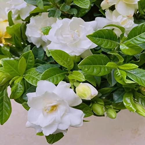200+ Gardenia Seeds Cape Jasmine Flower Seed For Home Garden Planting