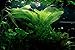 Aquatic Plant Bulbs - for Aquariums with temperatures Under 72F (Madagascar Aponogeton Bulb)