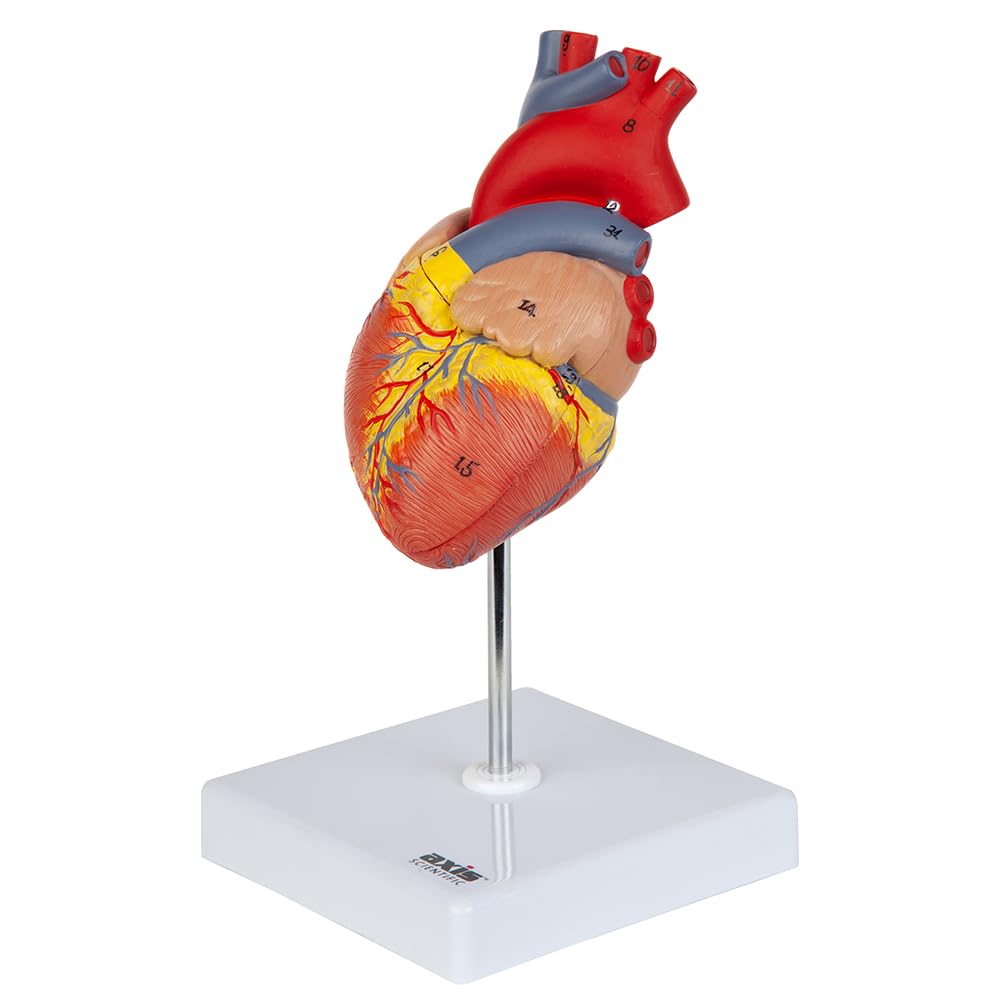 Axis Scientific Life-Size Human Heart Model, 2-Part Magnetic Design, 34 Labeled Structures, Mounted Base, Anatomy Study Manual
