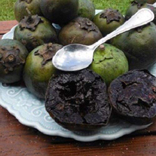 Portal Cool 10Pcs Rare Diospyros Digyna Black Sapote Persimmon Chocolate Pudding Fruit Seeds