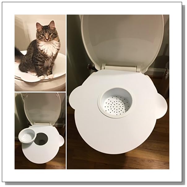 The Pros of Toilet Training a Cat BLUE CRYSTAL SKY