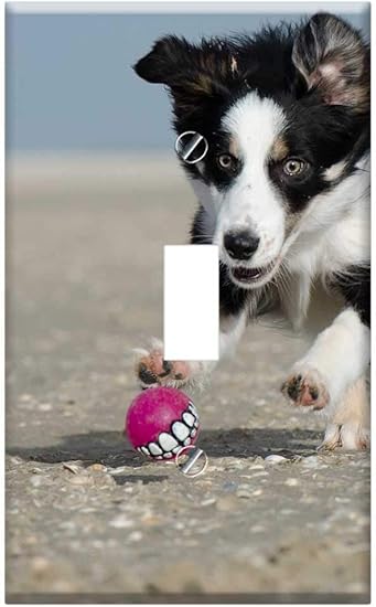 border collie hunting