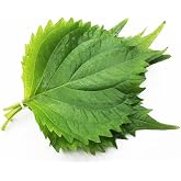 200ct+ Perilla/Shiso Seed for Planting,Non GMO Seeds Heirloom Vegetable Seed for Planting.Great Hydroponic Seeds for Pods(Shiso Herb Seeds #3,日本紫苏,Green Ohba Ao,1g)