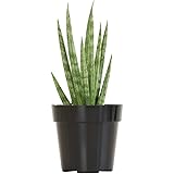 Sansevieria Spiky, Snake Plant Succulents, Live Indoor Plants for Sansevieria Plant Stand, House Plants Indoors Live, Rustic 