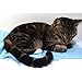 Human Creations Gel'O Cool Pillow Mat 11 x 22 - Instant Cooling and Comfort, Soft, No Water Filling No Leaks Cool Mat