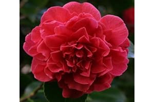 NEW LIFE NURSERY & GARDEN Kramers Supreme Red Camellia Japonica - Live Plant - Quart Pot