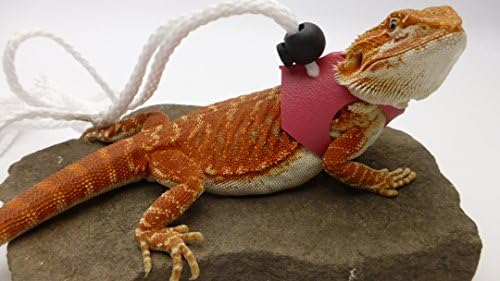 Ogle Lizard Leash, Limited Edition Pink (Medium Size)