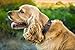 Mighty Paw Leather Dog Collar - Genuine Distressed Leather - Strong Metal Buckle - Ultimate Comfort - Modern Style for All Dogs Breeds - Comfort Puppy Collar - (Large - Black)