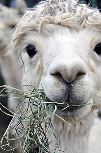 Alpaca Lunch - Original Art Photograph
