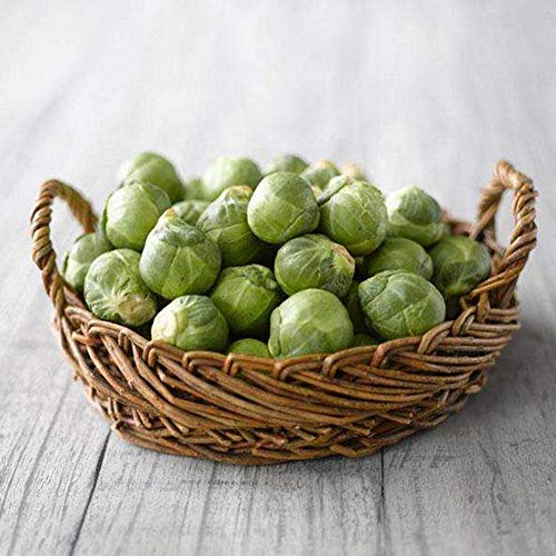 Mggsndi 200Pcs Home Organic Vegetable Brussels Sprouts Cabbage Brassica Oleracea Seeds - Heirloom Non GMO - Seeds for Planting an Indoor and Outdoor Garden Brassica Oleracea Seeds 200pcs - Thumbnail 5