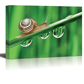 Canvas Prints Wall Art - Closeup of Snail on Dewy Grass Leaf with Clear Dewdrop | Modern Wall Decor/Home Decoration Stretched Gallery Canvas Wrap Giclee Print & Ready to Hang - 12" x 18"