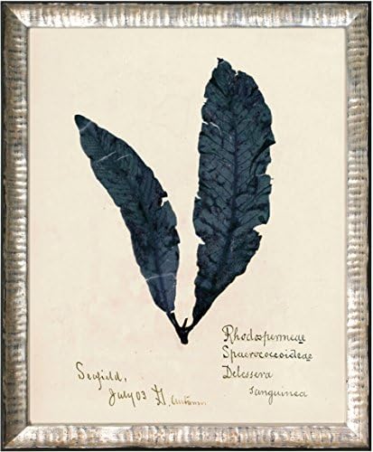 Maxxi Designs No.2 Capistrano Seaweed Framed Artwork Saudi Blue in a Hand-Applied Leaf Frame, 16" x 20", Silver