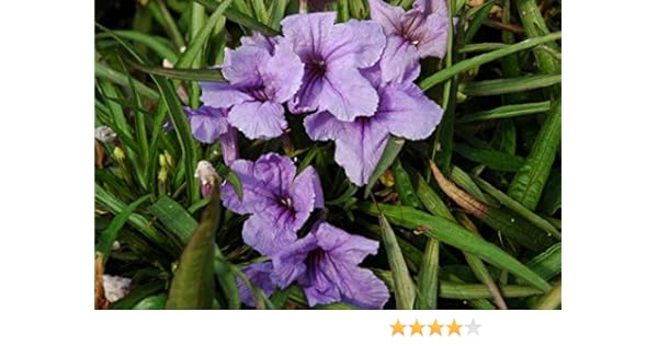 Amazon Com Purple Dwarf Katie Ruellia Petunia Live Plant In A 6 Inch Pot Ruellia Brittoniana Katie Butterfly Attracting Herbaceous Perennial Garden Outdoor