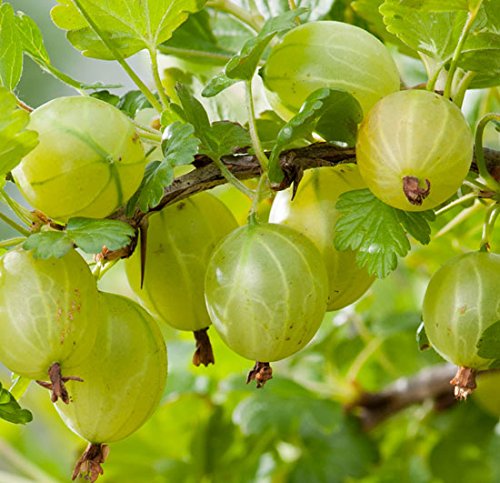 Ribes hinnomaki 'Yellow' 15cm Pot Size