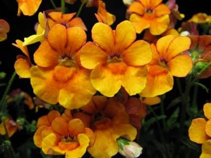 Amazon Com 50 Orange Prince Nemesia Nemesia Strumosa Flower Seeds Flowering Plants Garden Outdoor