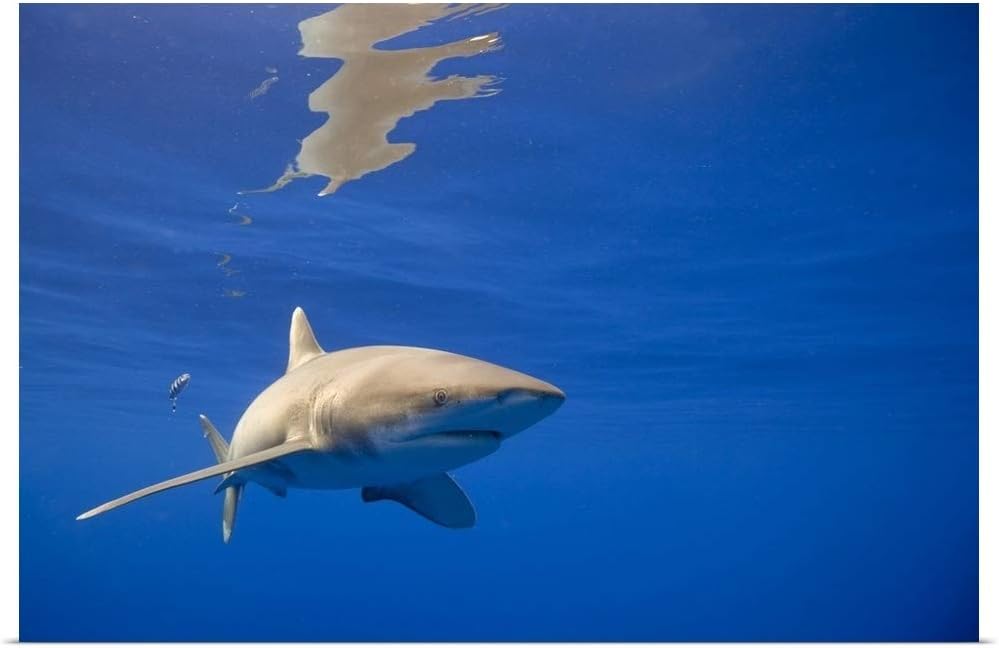 GREATBIGCANVAS Hawaii, Big Island, Underwater View of Oceanic White Tip Shark Poster Print, 18"x12"