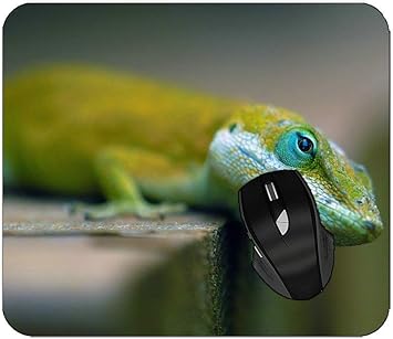 amazon reptile store