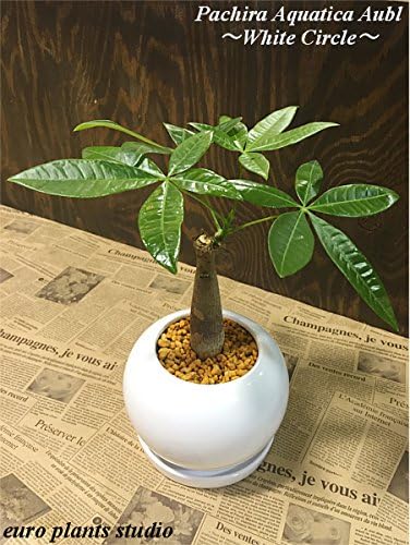 想像を超えての 発財樹 パキラ アクアティカ パーフェクトサークル ホワイトorブラック Pachira Aquatica Perfect Circle White Or Black インテリア観葉植物 鉢植え 公式 想像を超えての 発財樹 パキラ アクアティカ パーフェクトサークル ホワイトorブラック Pachira Aquatica Perfect Circle White Or Black インテリア観葉植物 鉢植え 公式