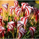 100PCS Oxalis Versicolor Flowers Seed World's Rare Flowers for Garden Home Planting O.versicolor Flowers Semilla
