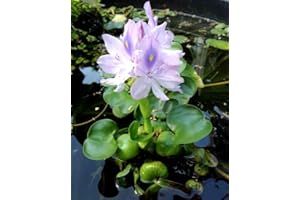 AQUATIC DISCOUNTS Water Hyacinth - Easy Floating Plants for Your Aquarium or Pond (1 Plant)