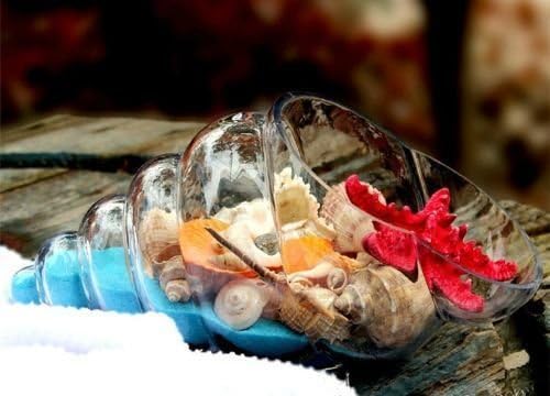 Clear Glass Handmade Decorative Sea shell Shape Fruit Candy Bowl Terrarium 21 cm