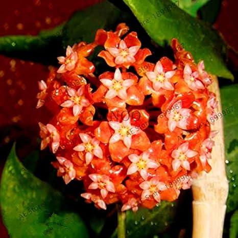 Amazon Co Jp 105pcs Bag希少なホヤ花の泉ボールオーキッドplantas家庭と庭のための屋内盆栽植物は成長しやすい 1 ホーム キッチン