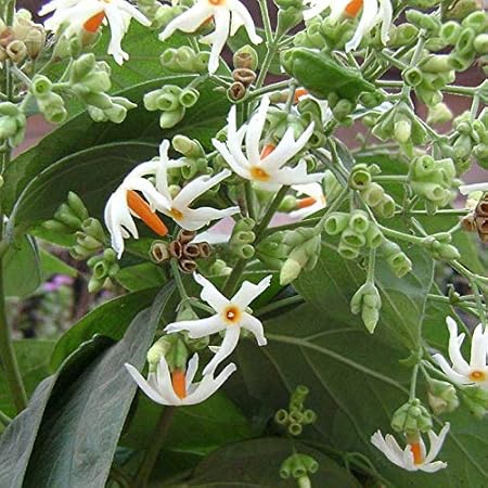 Live Parijat/ Harsingar Beautiful and Charming Flower Plant Healthy Plant - Live 1 Healthy Plant