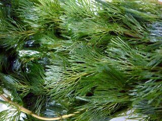 Amazon 水草 金魚藻にも最適です カボンバ 10本 生体 名生園 名生園がお届けする水草 生体水草 通販