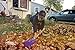 Spielstabil Sturdy Children's Leaf Rake (Made in Germany) 2.5 and up