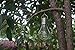 Industrial Rewind Hanging Solar Light Bulb with S Hook (1)