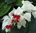White & Red Bleeding Heart Vine Plant - Clerodendrum - Indoors/Out - 4" Pot