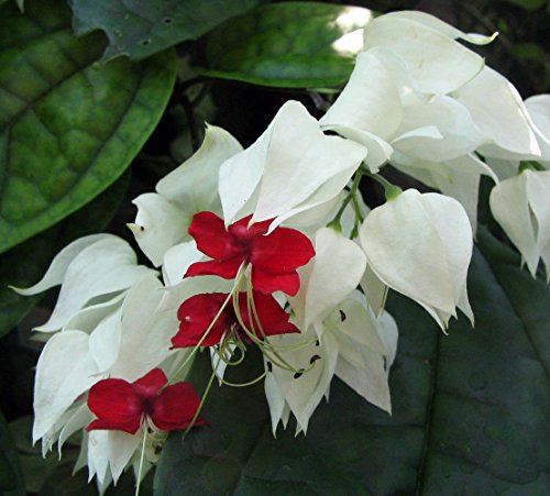 White & Red Bleeding Heart Vine Plant - Clerodendrum - Indoors/Out - 4 White & Red Bleeding Heart Vine Plant - Clerodendrum - Indoors/Out - 4