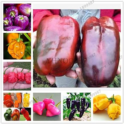 Bra Hot - 200 Pcs Mixed Yellow Puple Red Green White Mix Sweet Bell Hot Pepper Bonsai Vegetables Paprika, Plant for Home Garden(Seed) - by Abuldahi