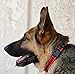 Max and Neo Nylon Martingale Collar - We Donate a Collar to a Dog Rescue for Every Collar Sold (Medium/Large, RED)