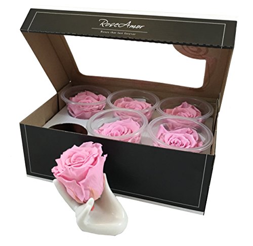 Preserved roses 6 pack large head roses color Pin -04