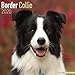 Border Collie Calendar - Dog Breed Calendars - 2019 - 2020 Wall Calendars - 16 Month by Avonside (Mu by 