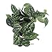 Rare Blue Satin Devil's Ivy - Scindapus - EASY - 4