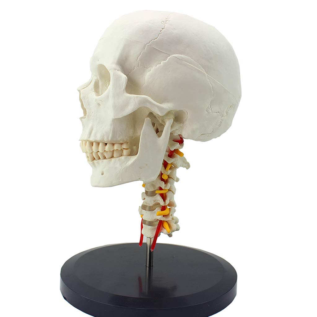 SLRMKK Human Skull Model-Life Size Human Skull Model with Cervical Vertebra - Removable Skull Cap Artery Orthopedic Model for Science Classroom Study Display Teaching