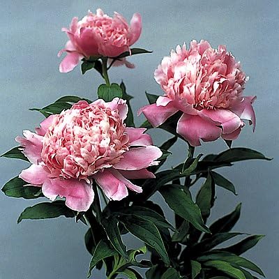 Amazon Co Jp 宿根草 芍薬 シャクヤク 富士 6号スリット鉢植え Diy 工具 ガーデン