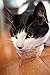 Hartz Delectables Stew Senior Lickable Wet Cat Treats, Multiple Flavors 1.4 Ounce (Pack of 12)