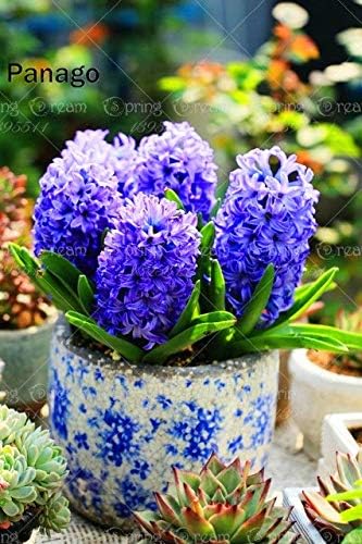 Homely 30 Pcs/Bag Bonsai Black Hyacinth Hyacinthus Orientalis Perennial Indoor Flower Bonsai for Home Garden Semilla