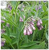 Earthcare Seeds True Comfrey 50 Seeds (Symphytum officinalis) Non GMO, Heirloom
