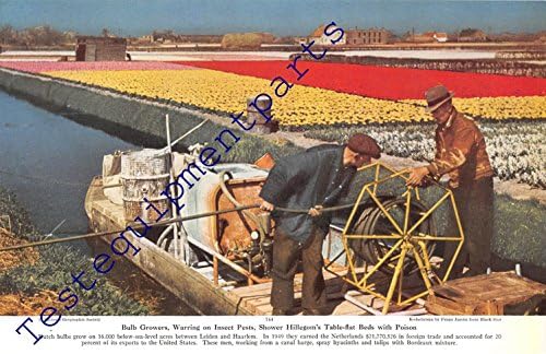 Print Ad 1950 Dutch Bulb Growers | Shower Hillegom's Table-flat Beds with Poison
