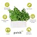 9OR3W 9970 Compact Self Watering Herb and Greens Planter, Original, White primary