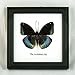 Thai Productz 9 x Framed Wall Decor Real Beautiful Butterfly Display Insect Taxidermy 5