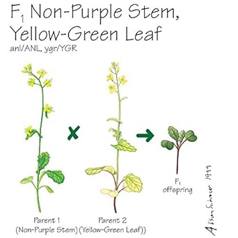 Brassica Rapa Wisconsin Fast Plants F1 Non Purple Stem Yellow Green Leaf Seed Pack Of 200 School Curriculum Sets Amazon Com Industrial Scientific