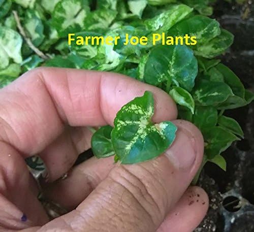 NEPHTHYTIS - SYNGONIUM - ARROW HEAD PLANT - MINI PIXIE - STARTERS - 2 PLANTS