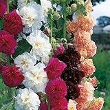 Double Bloom Mix Hollyhock Seeds (Alcea Rosea) 30 Seeds UPC 646263362068