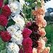 Double Bloom Mix Hollyhock Seeds (Alcea Rosea) 30 Seeds UPC 646263362068